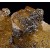 Fluorite and Pyrite Villabona Mine M04728